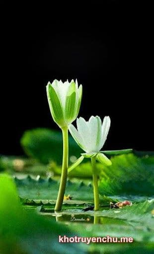 Con Đường Nữ Phụ Phản Công