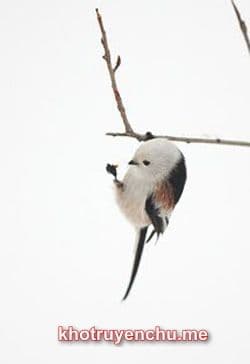 Gia Chính Là Loại Chim Như Vậy